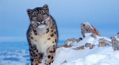 leopardo delle nevi fronte